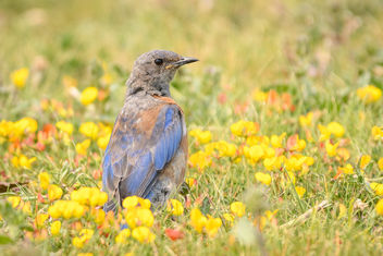 Western Bluebird - бесплатный image #455489