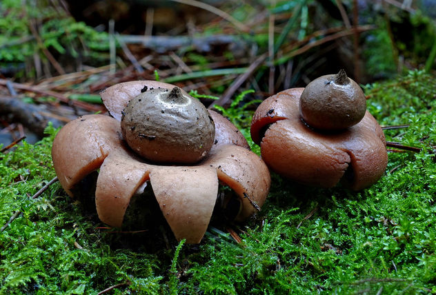 A pair of earth stars.(Geastrales) - image gratuit #455589 