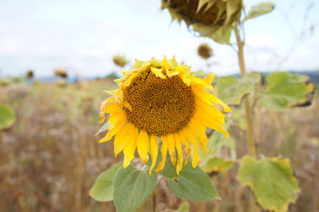 Sonnenblume - Kostenloses image #455849