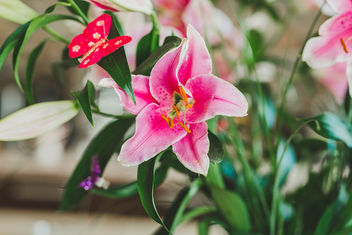 Pink lily flower - image #456019 gratis