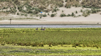 Geese in De Slufter, Texel - бесплатный image #456109