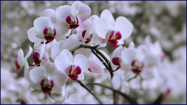 orchids - image #456479 gratis