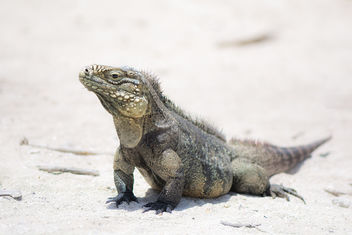 Iguana on Cayo Iguana, Cuba - image gratuit #456509 