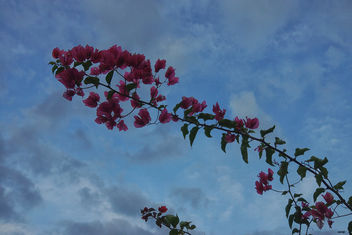 Flores al cielo - image gratuit #456649 
