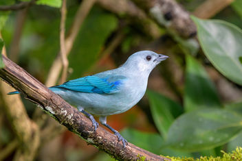 Blue-gray Tanager - Kostenloses image #457909