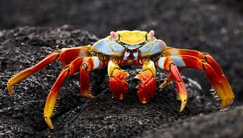 Red Galapagos Crab - Kostenloses image #458229