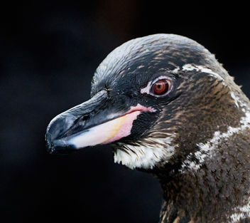 Galapagos Penguin - Free image #458349