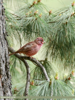 Red-Mantled Rosefinch (Carpodacus rhodochlamys) - Free image #458889