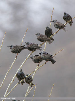 Common Starling (Sturnus vulgaris) - бесплатный image #459409