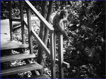 do not feed the monkeys - image #459509 gratis