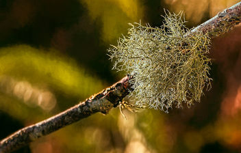 A Good Day to Study Lichens - бесплатный image #459579