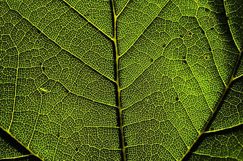 DSC_1774-1 map of the best districts - leaf macro - Free image #459849