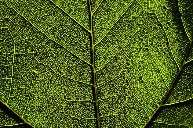 DSC_1774-1 map of the best districts - leaf macro - image #459849 gratis