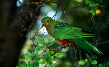 King Parrot - Kostenloses image #459989