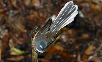 New Zealand fantail (Rhipidura fuliginosa) - image #460689 gratis