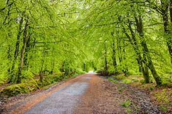 Woodburn Forest, Carrickfergus - image #460789 gratis