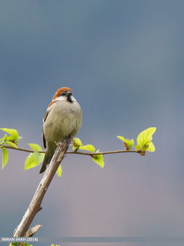 Russet Sparrow (Passer rutilans) - image gratuit #460939 