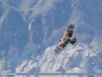 Booted Eagle (Hieraaetus pennatus) - Free image #461049
