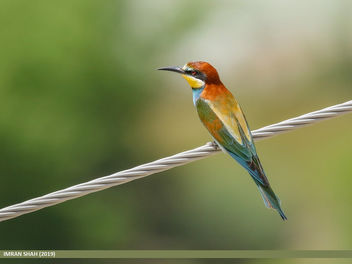 European Bee-eater (Merops apiaster) - image #461269 gratis