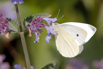 Cabbage White Butterfly - image #461579 gratis