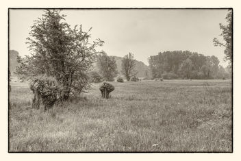 Meadow - Kostenloses image #461589