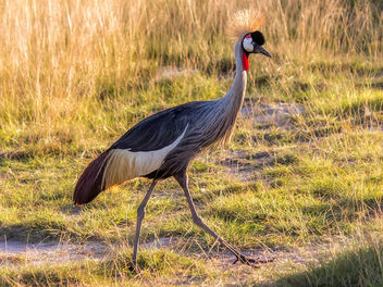 Grey Crowned Crane, Amboseli National Park - image gratuit #461639 