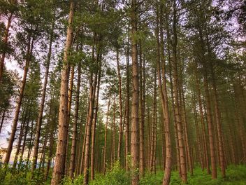 Cannock Chase Forest, England - Free image #462049