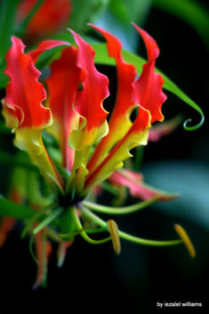 Exotic flower - Gloriosa superba rothschildiana by iezalel williams - IMG_1807 - Canon EOS 700D - image #462199 gratis