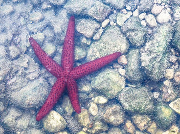 Estrella de mar - бесплатный image #462879