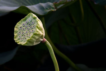 Lotus flower - Kostenloses image #463499