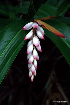 Tropical plant by iezalel williams IMG_7936-001 - бесплатный image #463569