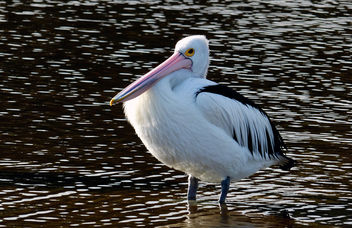 Pelican. (Pelecanus conspicillatus) - бесплатный image #463619