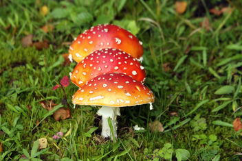 fly agarics in queue. - Free image #463959