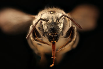 Megachile brevis onobrychidis, f, face, Yolo Co., CA_2019-03-22-20.53.05 ZS PMax UDR - бесплатный image #464259