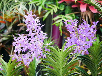 Orchid - image #464359 gratis