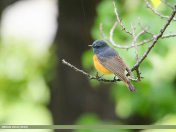 Blue-fronted Redstart (Phoenicurus frontalis) - Free image #464389