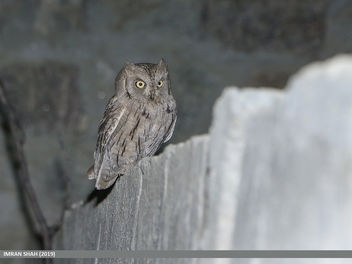 Pallid Scops-owl (Otus brucei) - Free image #464479