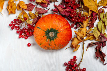 Top view ripe orange pumpkin with viburnum berries and dry leaves - Free image #464509