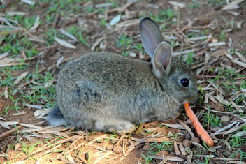 The little cute bunny - image #464779 gratis