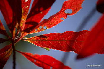 When some leaves are becoming Red IMG_3811-001 - Free image #464919