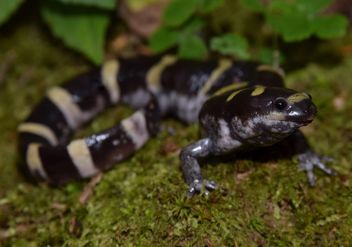 Ring salamander (Ambystoma annulatum) - image gratuit #465079 