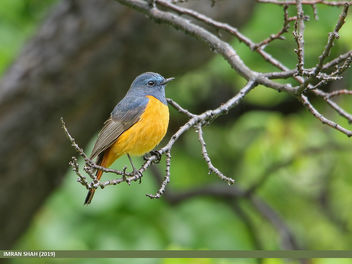 Blue-fronted Redstart (Phoenicurus frontalis) - Free image #465149