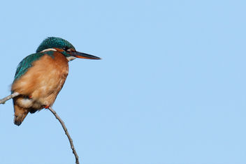 Kingfisher - бесплатный image #465499