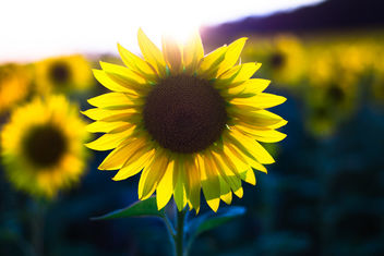 Sunflower Sunset - Free image #465899