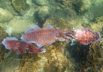 Sex for three at cuttlefishes. Phuket, Thailand IMG_0620bs - бесплатный image #466019