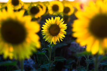 Little Sunflower in the Field - image gratuit #466049 