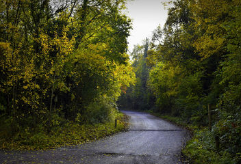 Woodland Path - Free image #466199