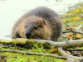 The beaver puppy - бесплатный image #466379