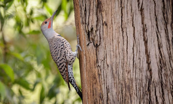 Northern Flicker (Red-shafted) - image gratuit #466529 