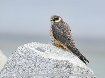 Eurasian Hobby (Falco subbuteo) - Free image #466639